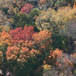 Aerial_View_of_Autumn_Forest_Colors